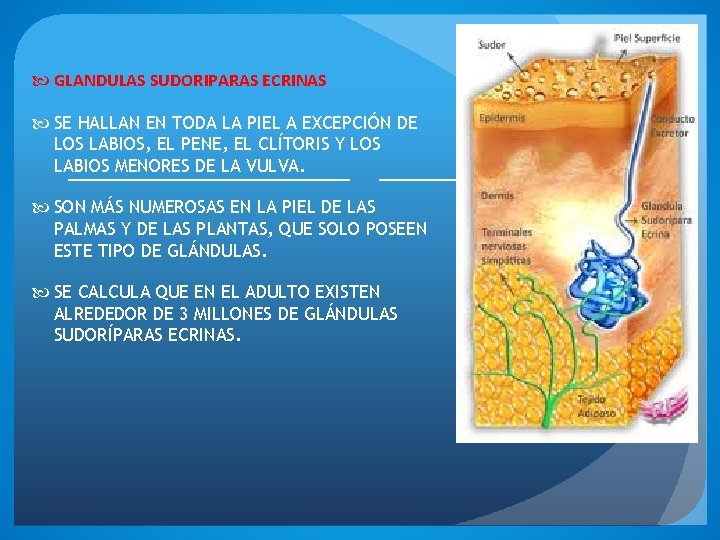  GLANDULAS SUDORIPARAS ECRINAS SE HALLAN EN TODA LA PIEL A EXCEPCIÓN DE LOS