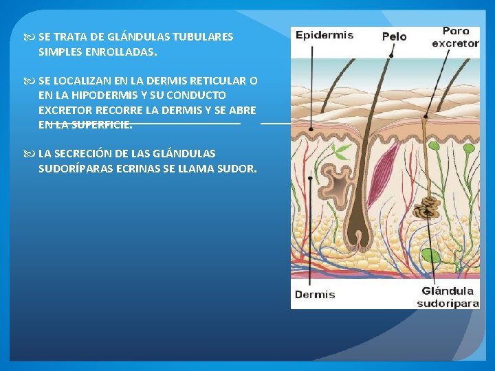  SE TRATA DE GLÁNDULAS TUBULARES SIMPLES ENROLLADAS. SE LOCALIZAN EN LA DERMIS RETICULAR