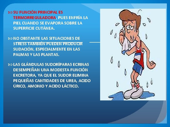  SU FUNCIÓN PRINCIPAL ES TERMORREGULADORA, PUES ENFRÍA LA PIEL CUANDO SE EVAPORA SOBRE