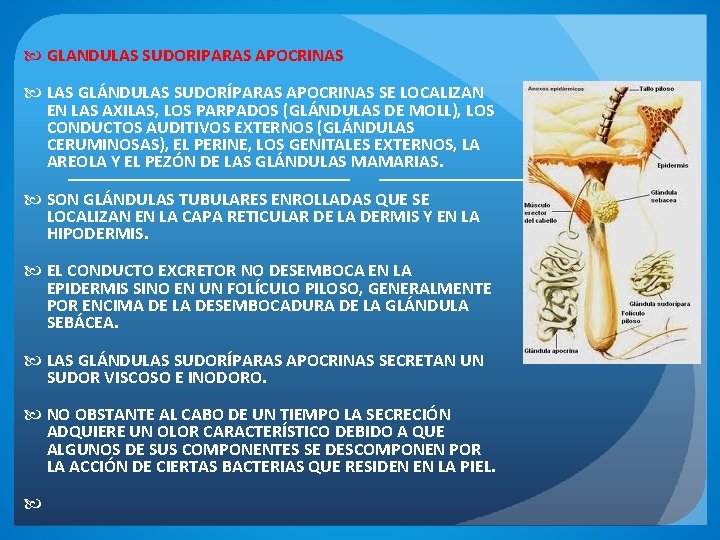  GLANDULAS SUDORIPARAS APOCRINAS LAS GLÁNDULAS SUDORÍPARAS APOCRINAS SE LOCALIZAN EN LAS AXILAS, LOS