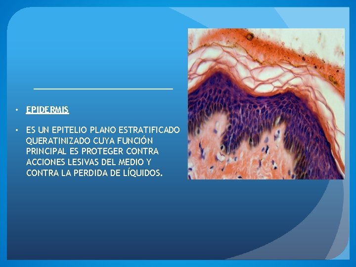  • EPIDERMIS • ES UN EPITELIO PLANO ESTRATIFICADO QUERATINIZADO CUYA FUNCIÓN PRINCIPAL ES