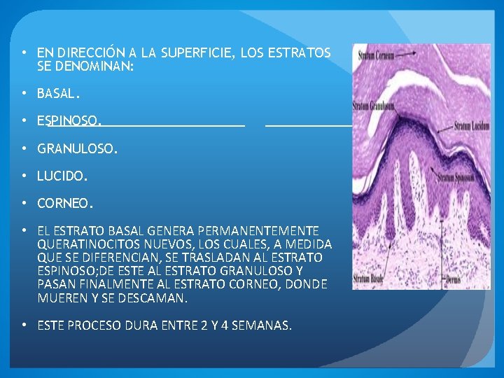  • EN DIRECCIÓN A LA SUPERFICIE, LOS ESTRATOS SE DENOMINAN: • BASAL. •