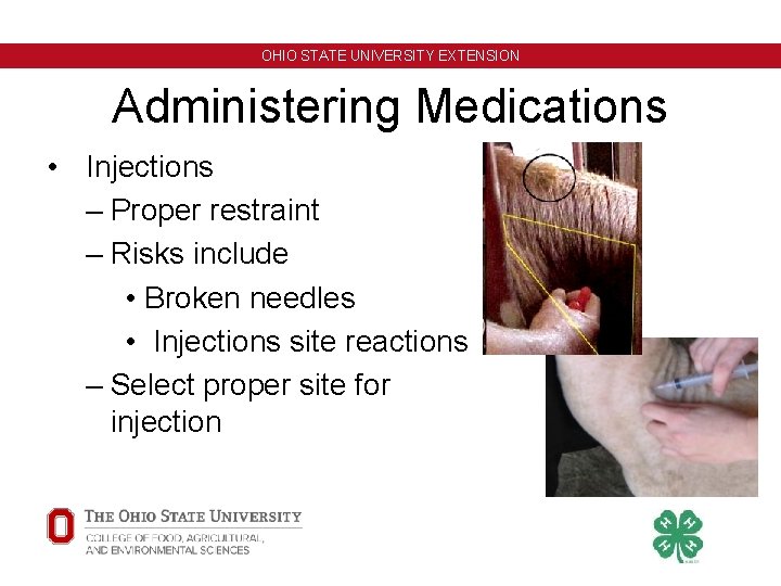 OHIO STATE UNIVERSITY EXTENSION Administering Medications • Injections – Proper restraint – Risks include OHIO STATE UNIVERSITY EXTENSION Administering Medications • Injections – Proper restraint – Risks include