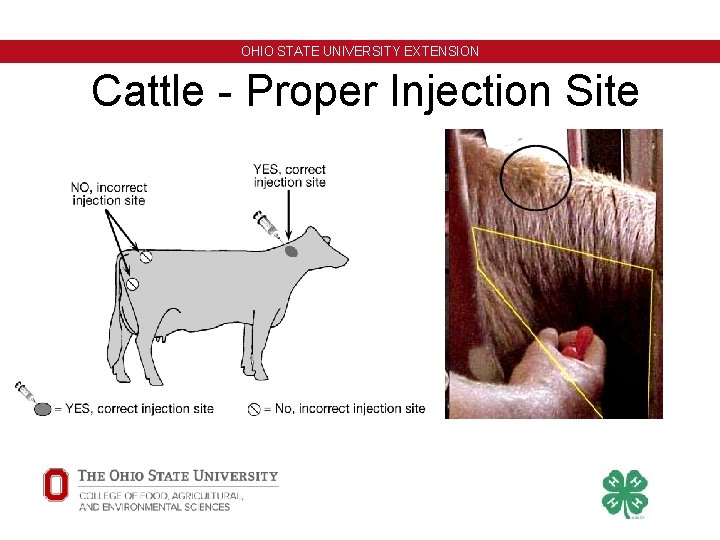 OHIO STATE UNIVERSITY EXTENSION Cattle - Proper Injection Site OHIO STATE UNIVERSITY EXTENSION Cattle - Proper Injection Site