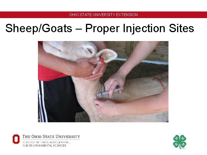 OHIO STATE UNIVERSITY EXTENSION Sheep/Goats – Proper Injection Sites OHIO STATE UNIVERSITY EXTENSION Sheep/Goats – Proper Injection Sites