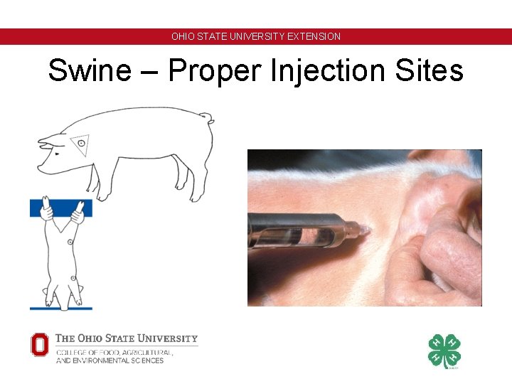 OHIO STATE UNIVERSITY EXTENSION Swine – Proper Injection Sites OHIO STATE UNIVERSITY EXTENSION Swine – Proper Injection Sites