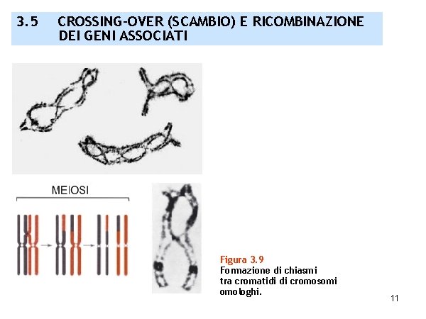 3. 5 CROSSING-OVER (SCAMBIO) E RICOMBINAZIONE DEI GENI ASSOCIATI Figura 3. 9 Formazione di