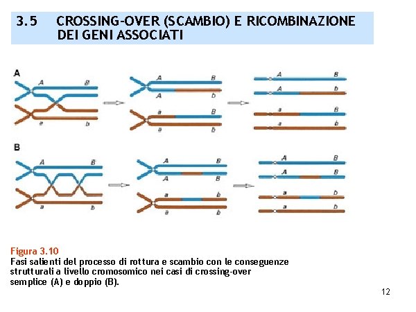 3. 5 CROSSING-OVER (SCAMBIO) E RICOMBINAZIONE DEI GENI ASSOCIATI Figura 3. 10 Fasi salienti