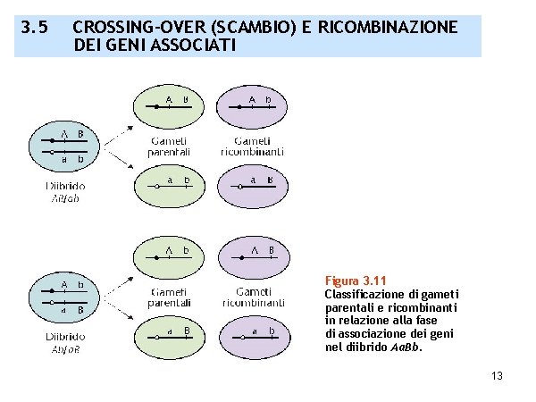 3. 5 CROSSING-OVER (SCAMBIO) E RICOMBINAZIONE DEI GENI ASSOCIATI Figura 3. 11 Classificazione di