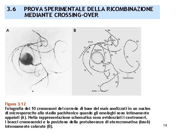 3. 6 PROVA SPERIMENTALE DELLA RICOMBINAZIONE MEDIANTE CROSSING-OVER Figura 3. 12 Fotografia dei 10