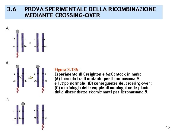 3. 6 PROVA SPERIMENTALE DELLA RICOMBINAZIONE MEDIANTE CROSSING-OVER Figura 3. 13 A Esperimento di