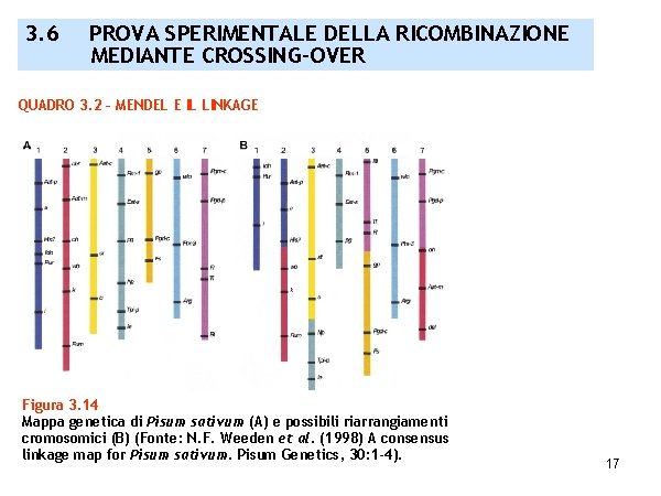 3. 6 PROVA SPERIMENTALE DELLA RICOMBINAZIONE MEDIANTE CROSSING-OVER QUADRO 3. 2 – MENDEL E