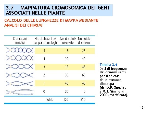 3. 7 MAPPATURA CROMOSOMICA DEI GENI ASSOCIATI NELLE PIANTE CALCOLO DELLE LUNGHEZZE DI MAPPA