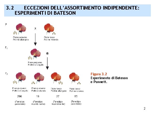 3. 2 ECCEZIONI DELL’ASSORTIMENTO INDIPENDENTE: ESPERIMENTI DI BATESON Figura 3. 2 Esperimento di Bateson