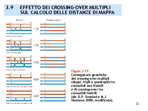 3. 9 EFFETTO DEI CROSSING-OVER MULTIPLI SUL CALCOLO DELLE DISTANZE DI MAPPA Figura 3.