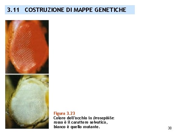 3. 11 COSTRUZIONE DI MAPPE GENETICHE Figura 3. 23 Colore dell’occhio in Drosophila: rosso