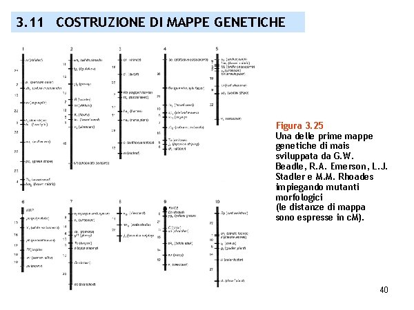 3. 11 COSTRUZIONE DI MAPPE GENETICHE Figura 3. 25 Una delle prime mappe genetiche