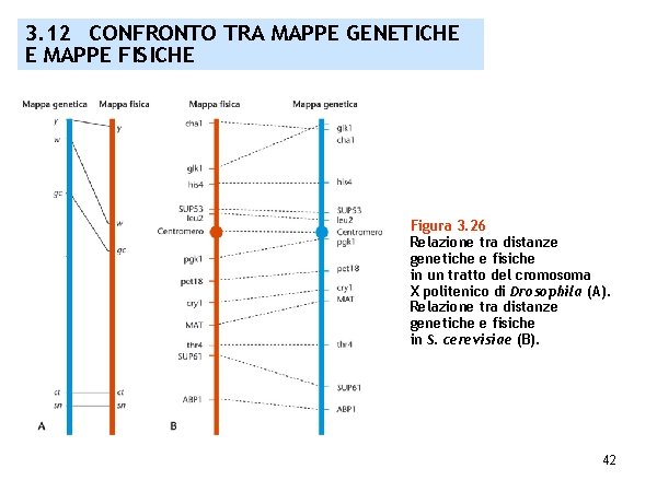 3. 12 CONFRONTO TRA MAPPE GENETICHE E MAPPE FISICHE Figura 3. 26 Relazione tra