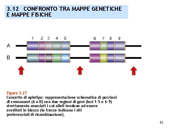 3. 12 CONFRONTO TRA MAPPE GENETICHE E MAPPE FISICHE Figura 3. 27 Concetto di
