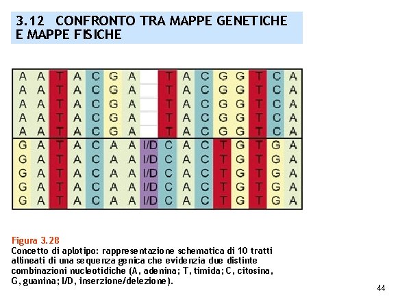 3. 12 CONFRONTO TRA MAPPE GENETICHE E MAPPE FISICHE Figura 3. 28 Concetto di