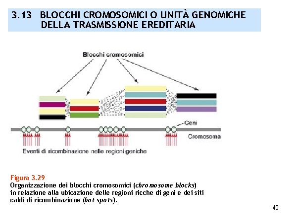 3. 13 BLOCCHI CROMOSOMICI O UNITÀ GENOMICHE DELLA TRASMISSIONE EREDITARIA Figura 3. 29 Organizzazione