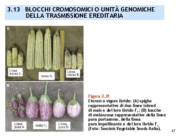 3. 13 BLOCCHI CROMOSOMICI O UNITÀ GENOMICHE DELLA TRASMISSIONE EREDITARIA Figura 3. 31 Eterosi