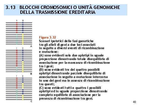 3. 13 BLOCCHI CROMOSOMICI O UNITÀ GENOMICHE DELLA TRASMISSIONE EREDITARIA Figura 3. 32 Scenari