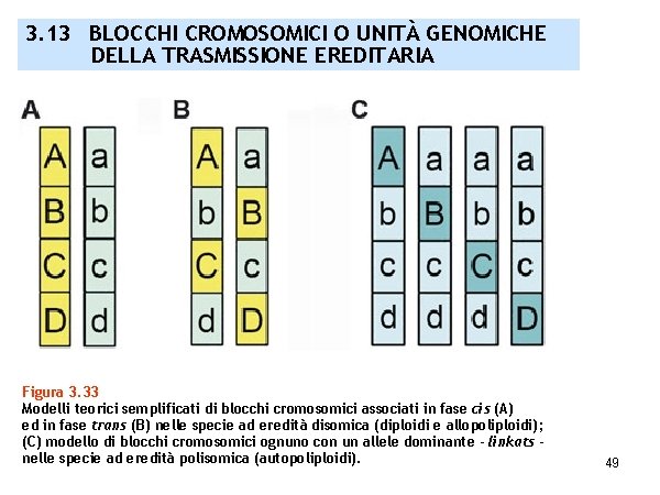 3. 13 BLOCCHI CROMOSOMICI O UNITÀ GENOMICHE DELLA TRASMISSIONE EREDITARIA Figura 3. 33 Modelli