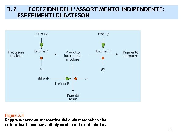 3. 2 ECCEZIONI DELL’ASSORTIMENTO INDIPENDENTE: ESPERIMENTI DI BATESON Figura 3. 4 Rappresentazione schematica della