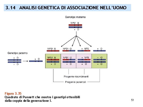 3. 14 ANALISI GENETICA DI ASSOCIAZIONE NELL’UOMO Figura 3. 35 Quadrato di Punnett che