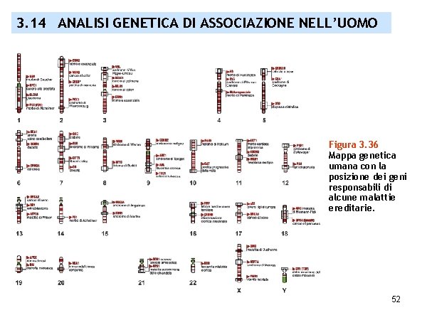 3. 14 ANALISI GENETICA DI ASSOCIAZIONE NELL’UOMO Figura 3. 36 Mappa genetica umana con