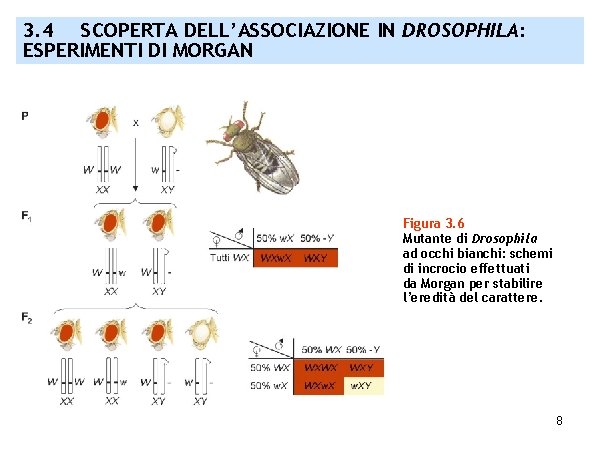 3. 4 SCOPERTA DELL’ASSOCIAZIONE IN DROSOPHILA: ESPERIMENTI DI MORGAN Figura 3. 6 Mutante di