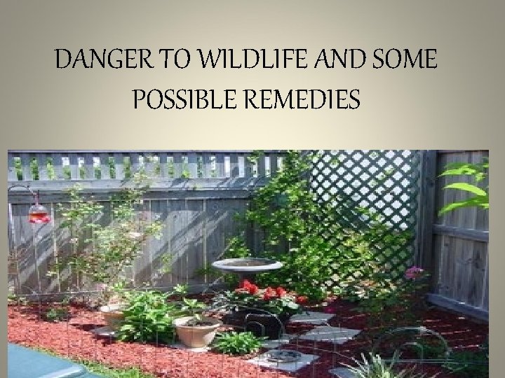 DANGER TO WILDLIFE AND SOME POSSIBLE REMEDIES 