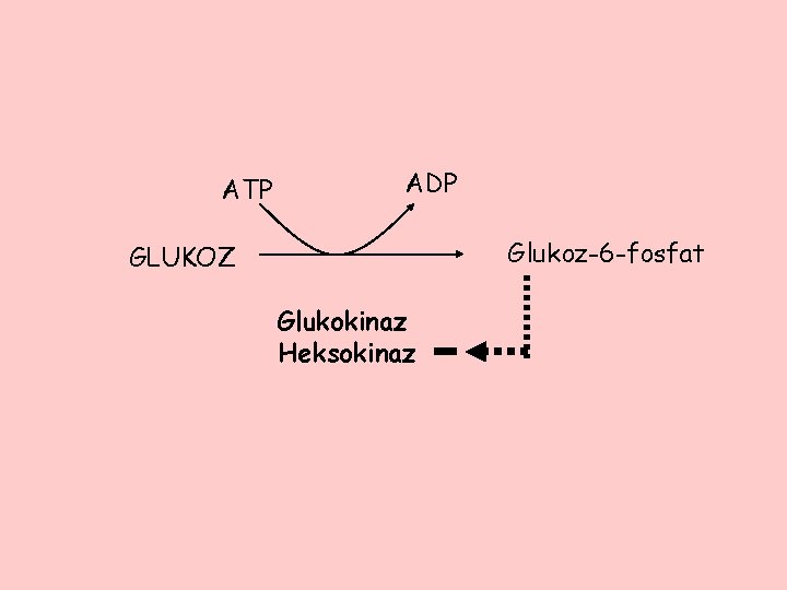 ATP ADP Glukoz-6 -fosfat GLUKOZ Glukokinaz Heksokinaz 