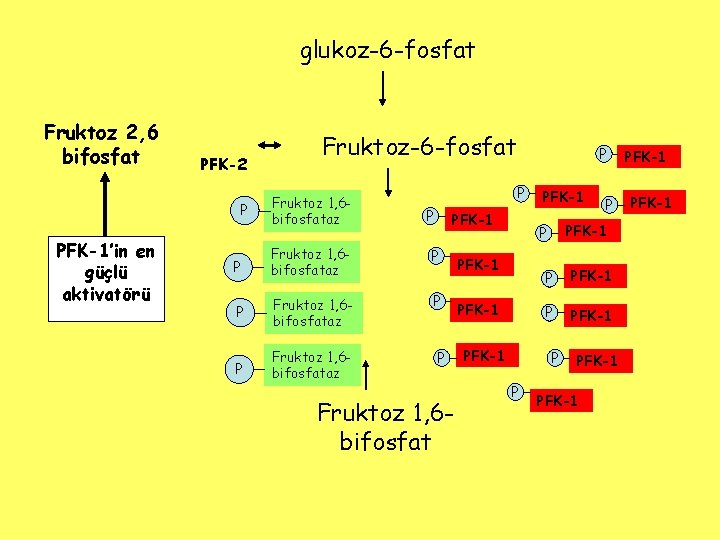 glukoz-6 -fosfat Fruktoz 2, 6 bifosfat PFK-2 P PFK-1’in en güçlü aktivatörü Fruktoz-6 -fosfat