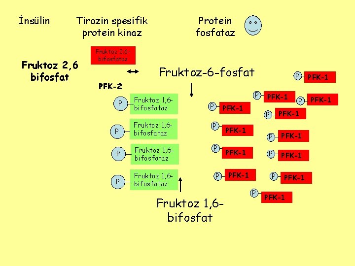 İnsülin Tirozin spesifik protein kinaz Fruktoz 2, 6 bifosfat Protein fosfataz Fruktoz 2, 6