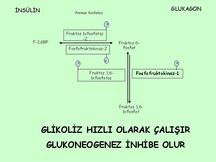 İNSÜLİN GLUKAGON Protein fosfataz P F-2, 6 BP Fruktoz bifosfataz -2 Fosfofruktokinaz-2 P P