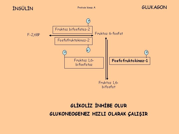 İNSÜLİN GLUKAGON Protein kinaz A P Fruktoz bifosfataz-2 F-2, 6 BP Fruktoz 6 -fosfat
