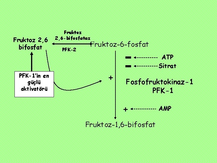 Fruktoz 2, 6 bifosfat PFK-1’in en güçlü aktivatörü Fruktoz 2, 6 -bifosfataz PFK-2 Fruktoz-6