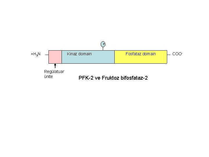 P +H 3 N Kinaz domain Regülatuar ünite Fosfataz domain PFK-2 ve Fruktoz bifosfataz-2