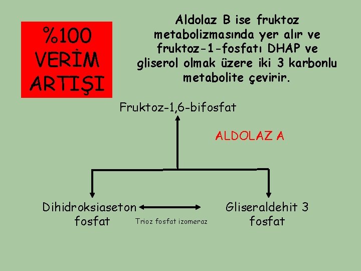 %100 VERİM ARTIŞI Aldolaz B ise fruktoz metabolizmasında yer alır ve fruktoz-1 -fosfatı DHAP