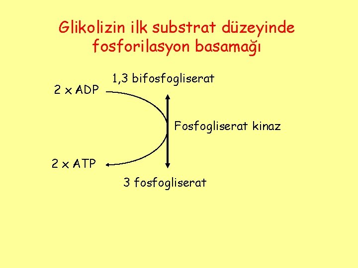 Glikolizin ilk substrat düzeyinde fosforilasyon basamağı 2 x ADP 1, 3 bifosfogliserat Fosfogliserat kinaz