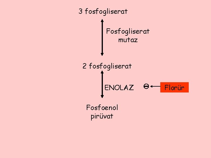 3 fosfogliserat Fosfogliserat mutaz 2 fosfogliserat ENOLAZ Fosfoenol pirüvat Florür 