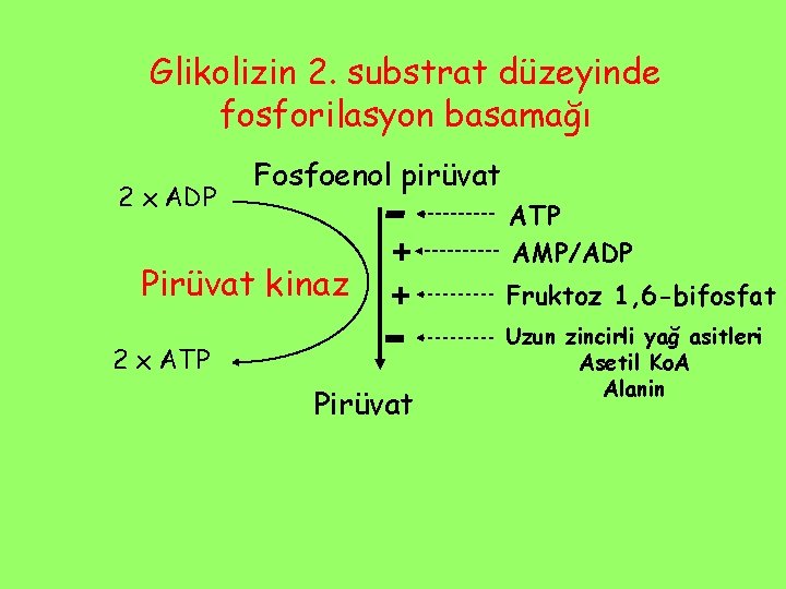 Glikolizin 2. substrat düzeyinde fosforilasyon basamağı 2 x ADP Fosfoenol pirüvat Pirüvat kinaz +