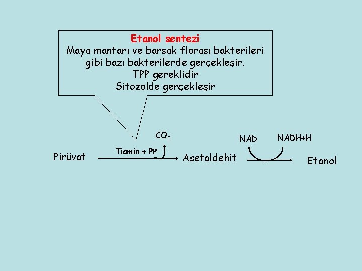 Etanol sentezi Maya mantarı ve barsak florası bakterileri gibi bazı bakterilerde gerçekleşir. TPP gereklidir