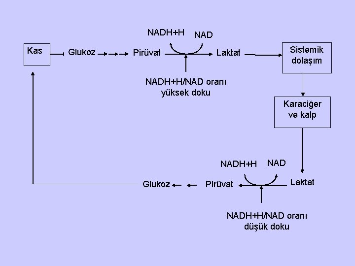 NADH+H Kas Glukoz Pirüvat NAD Sistemik dolaşım Laktat NADH+H/NAD oranı yüksek doku Karaciğer ve