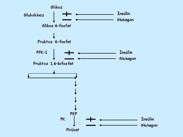 Glikoz İnsülin Glukokinaz Glukagon Glikoz 6 -fosfat Fruktoz 6 -fosfat PFK-1 İnsülin Fruktoz 1,