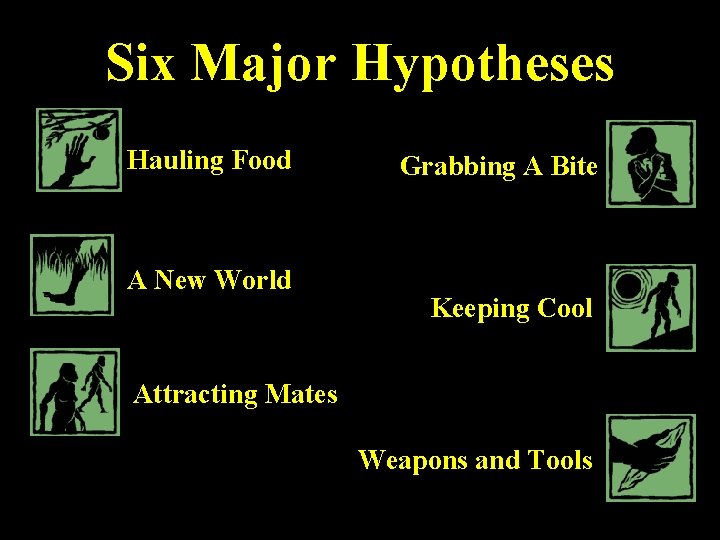 Six Major Hypotheses Hauling Food A New World Grabbing A Bite Keeping Cool Attracting