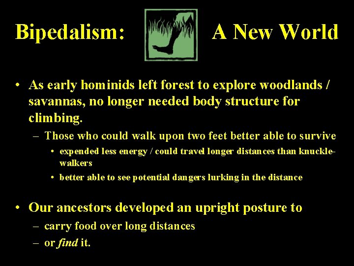 Bipedalism: A New World • As early hominids left forest to explore woodlands /