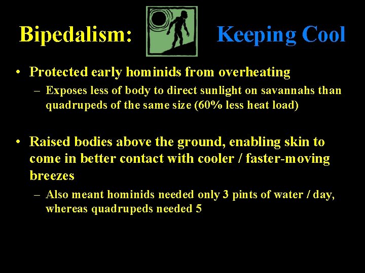 Bipedalism: Keeping Cool • Protected early hominids from overheating – Exposes less of body